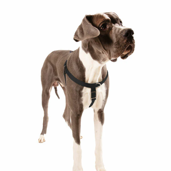 Black Freedom No-Pull Dog Harness - Image 8