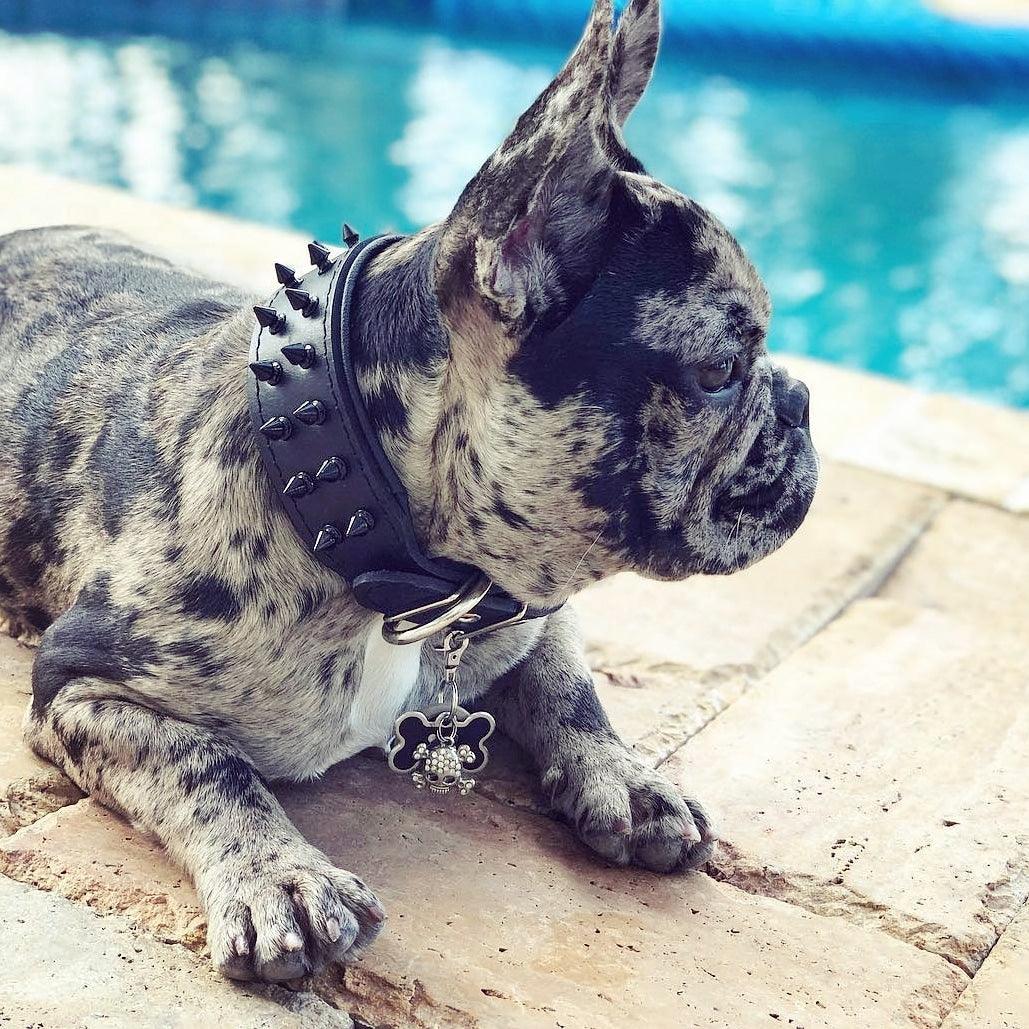 BLACK "Frenchie" collar - Image 2