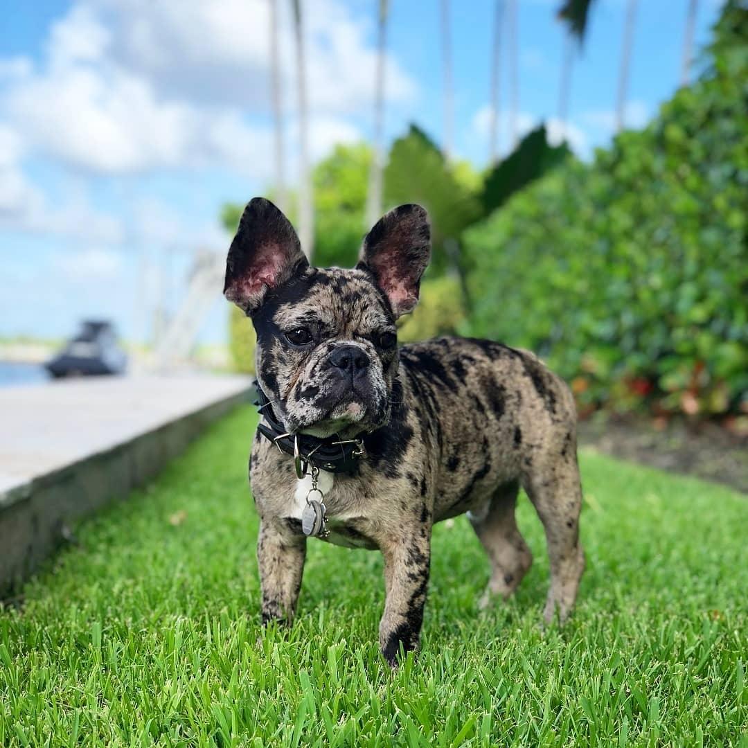 BLACK "Frenchie" collar - Image 3