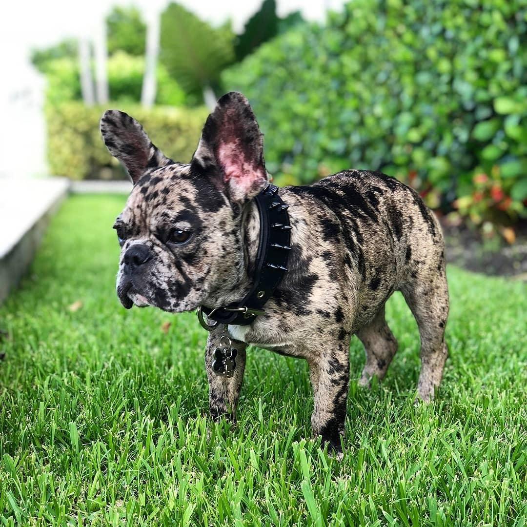 BLACK "Frenchie" collar - Image 4