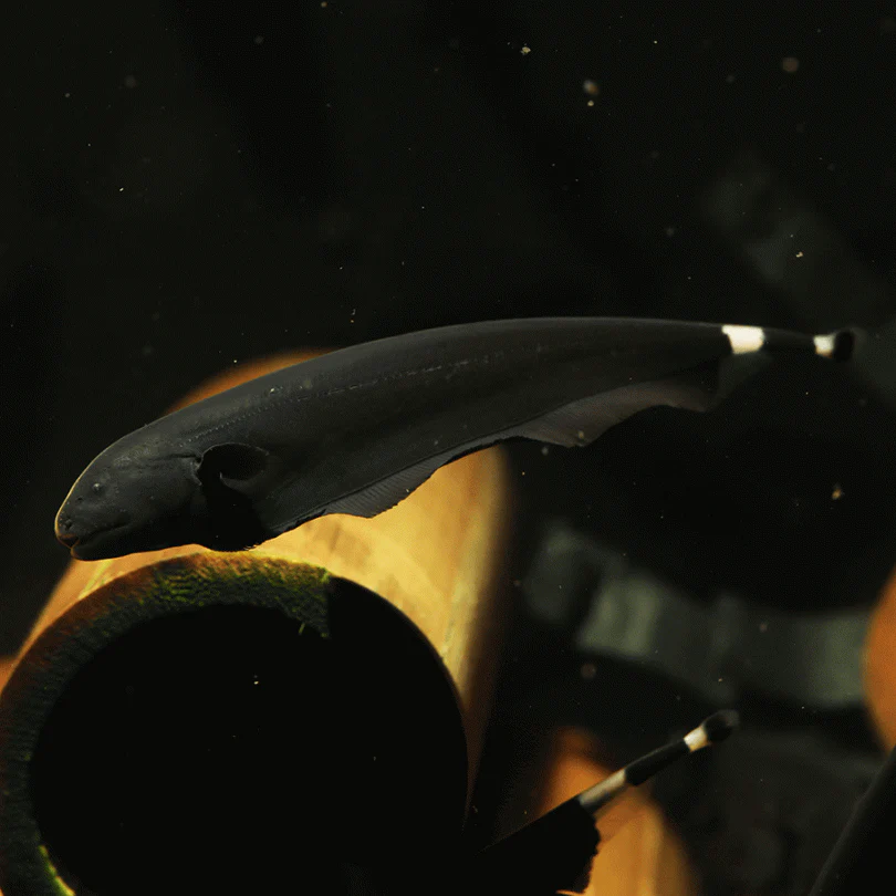 Black Ghost Knifefish - Image 2