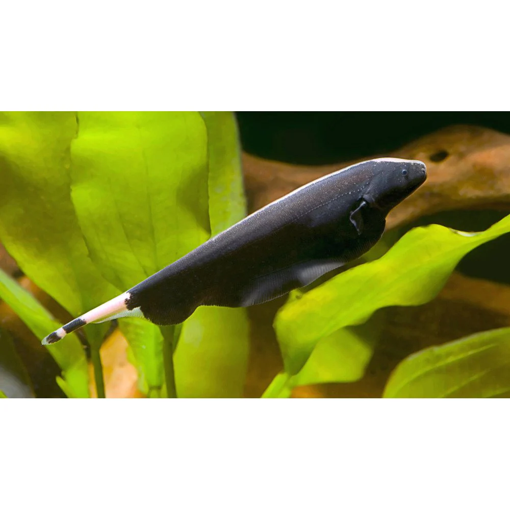 Black Ghost Knifefish - Image 3