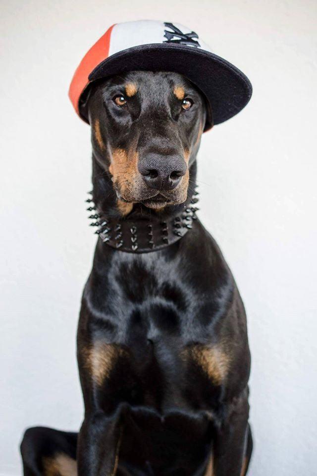 ''Black Giant'' collar - Image 2