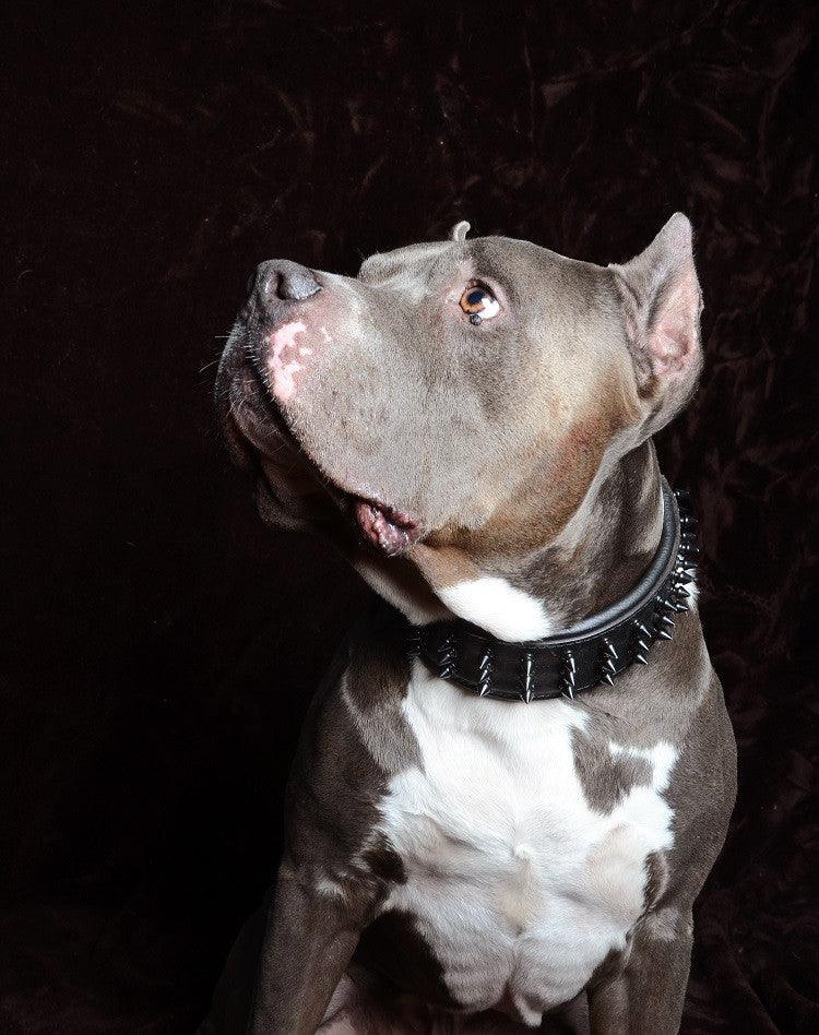 ''Black Giant'' collar - Image 4