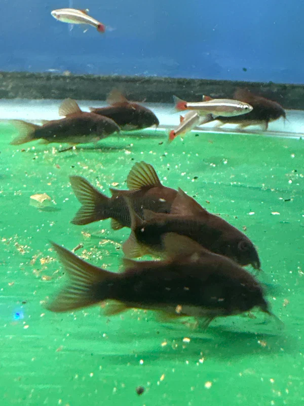 Black Venezuela Cory Catfish (Corydoras schultzei), Tank-Bred - Image 2