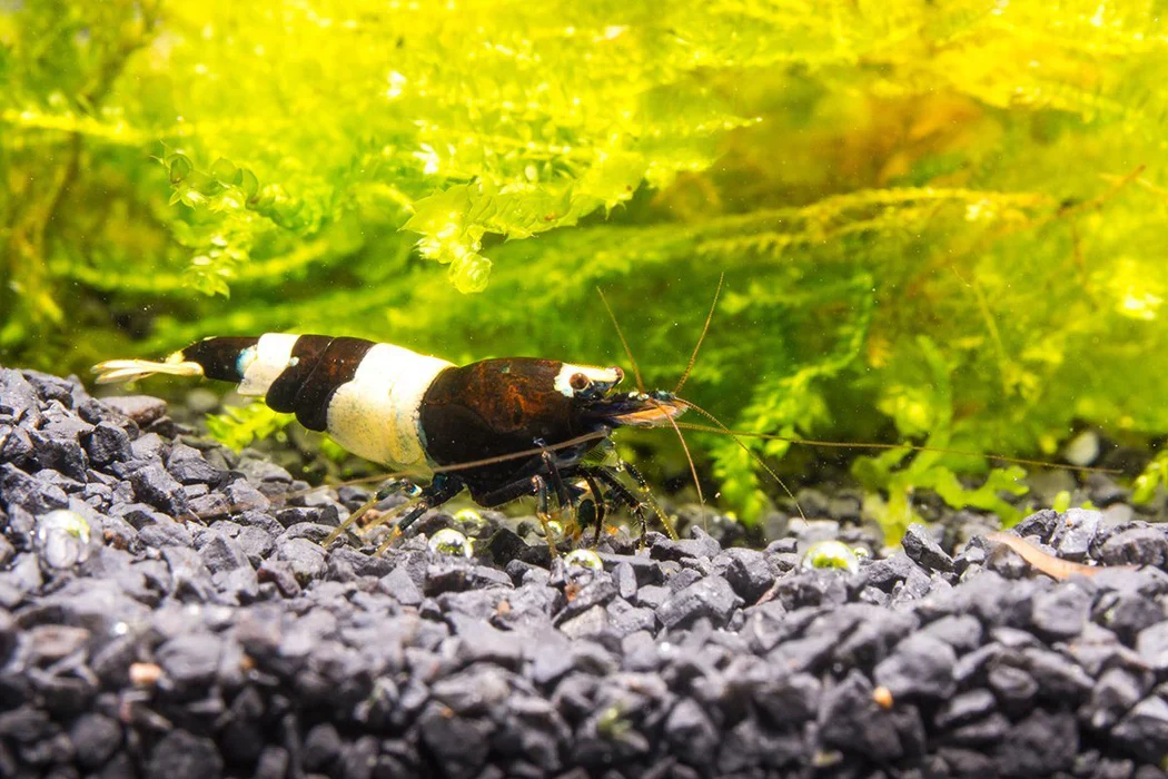 Black & White Shrimp - Image 2