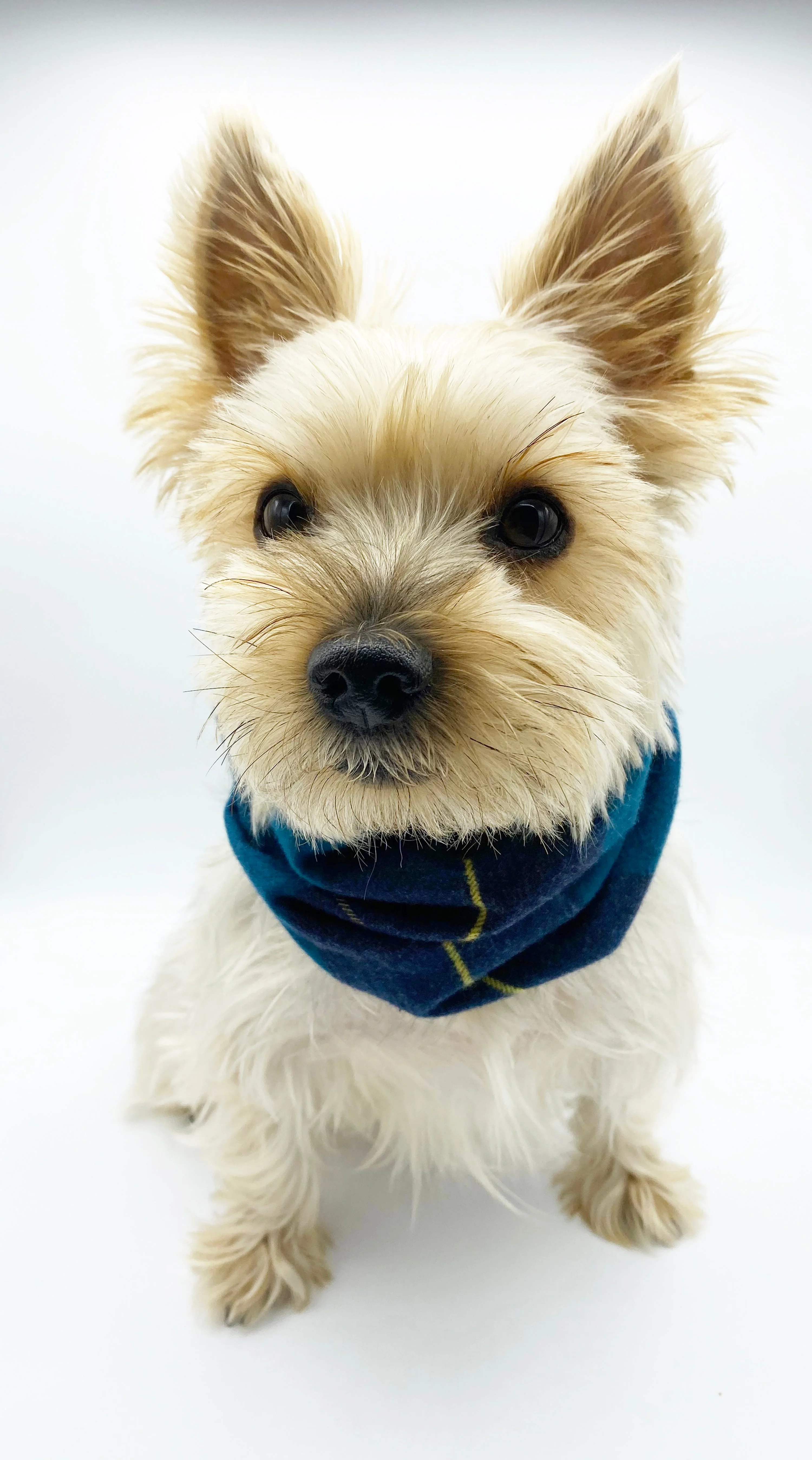 'Blair' Reversible Pet Snood - Image 2