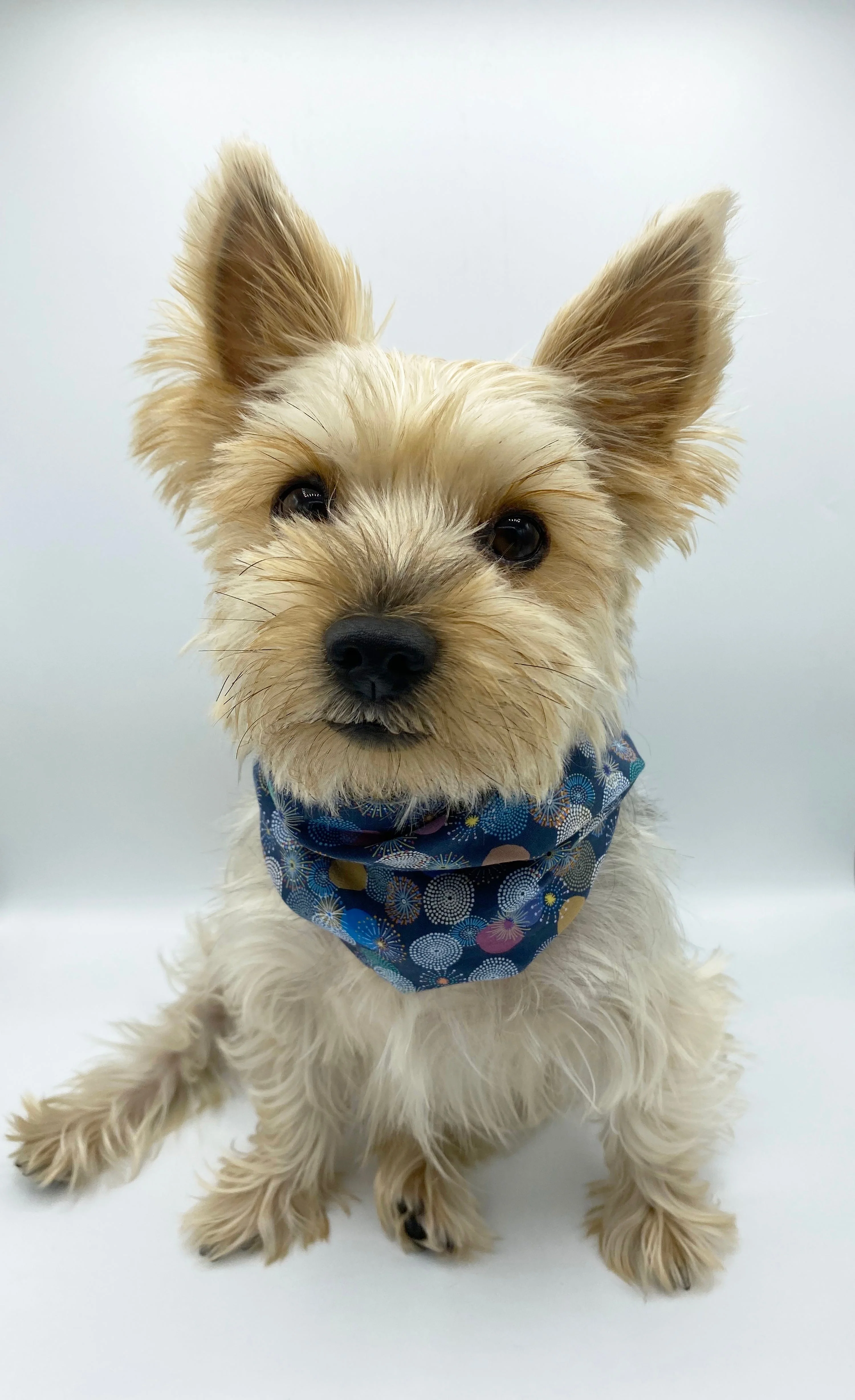 'Blair' Reversible Pet Snood - Image 4