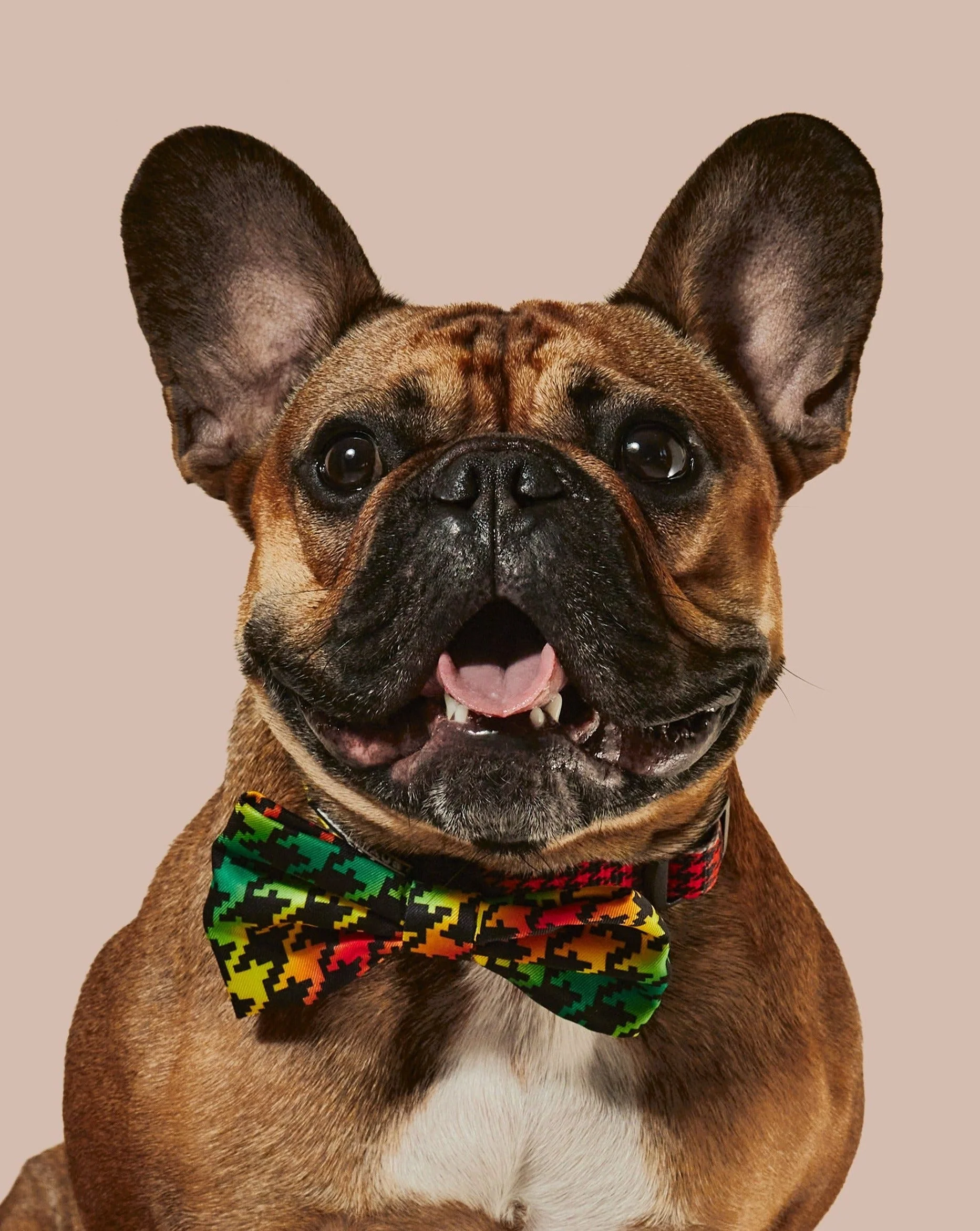 Bless Up Dog Collar & Bowtie - Image 2