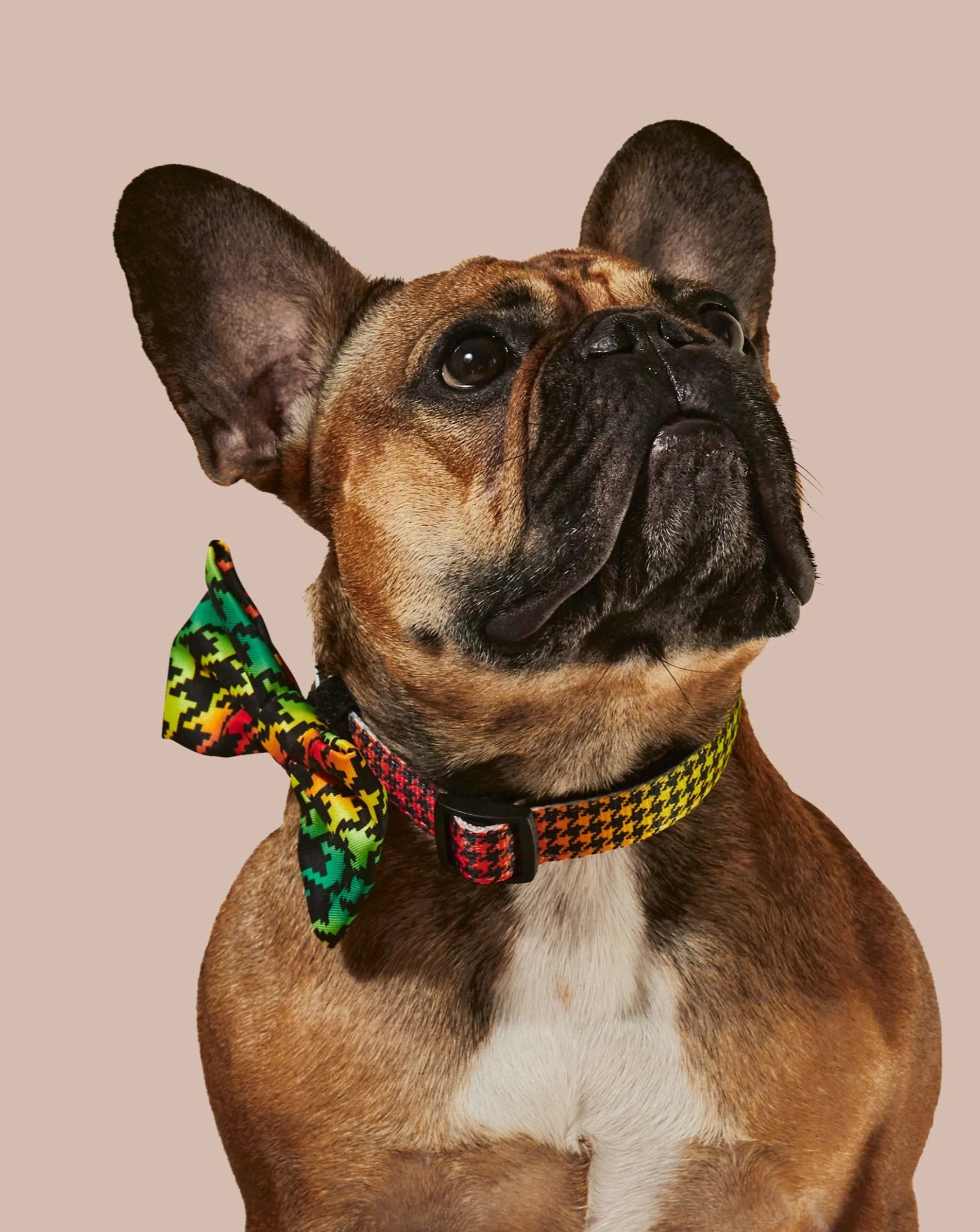 Bless Up Dog Collar & Bowtie - Image 3