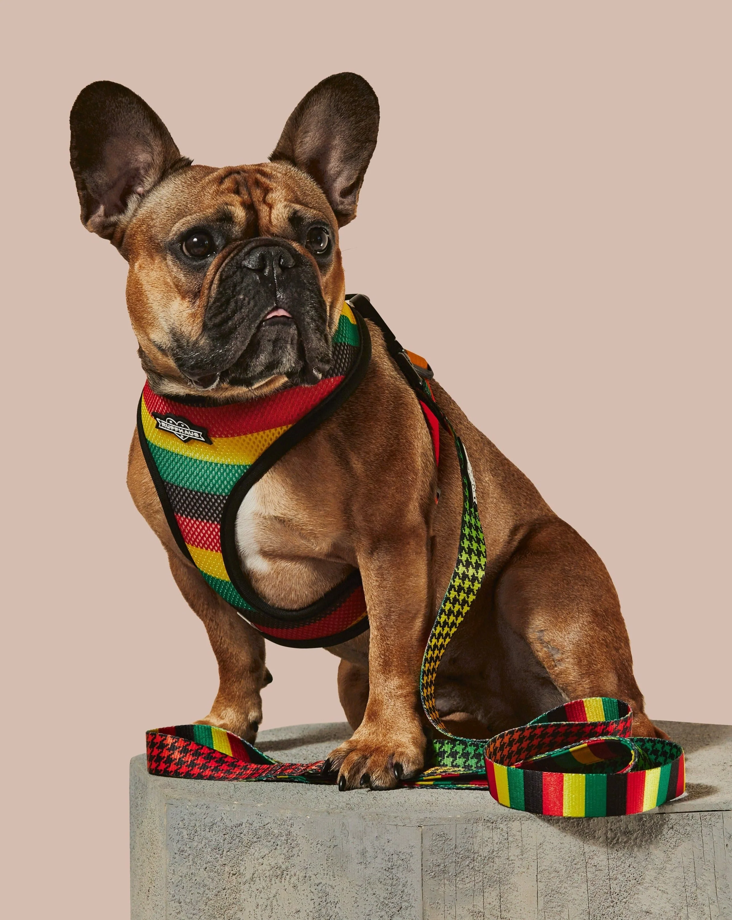 Bless Up Dog Leash - Image 2
