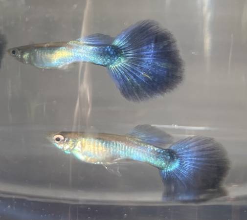 Blue Diamond guppy - Image 2