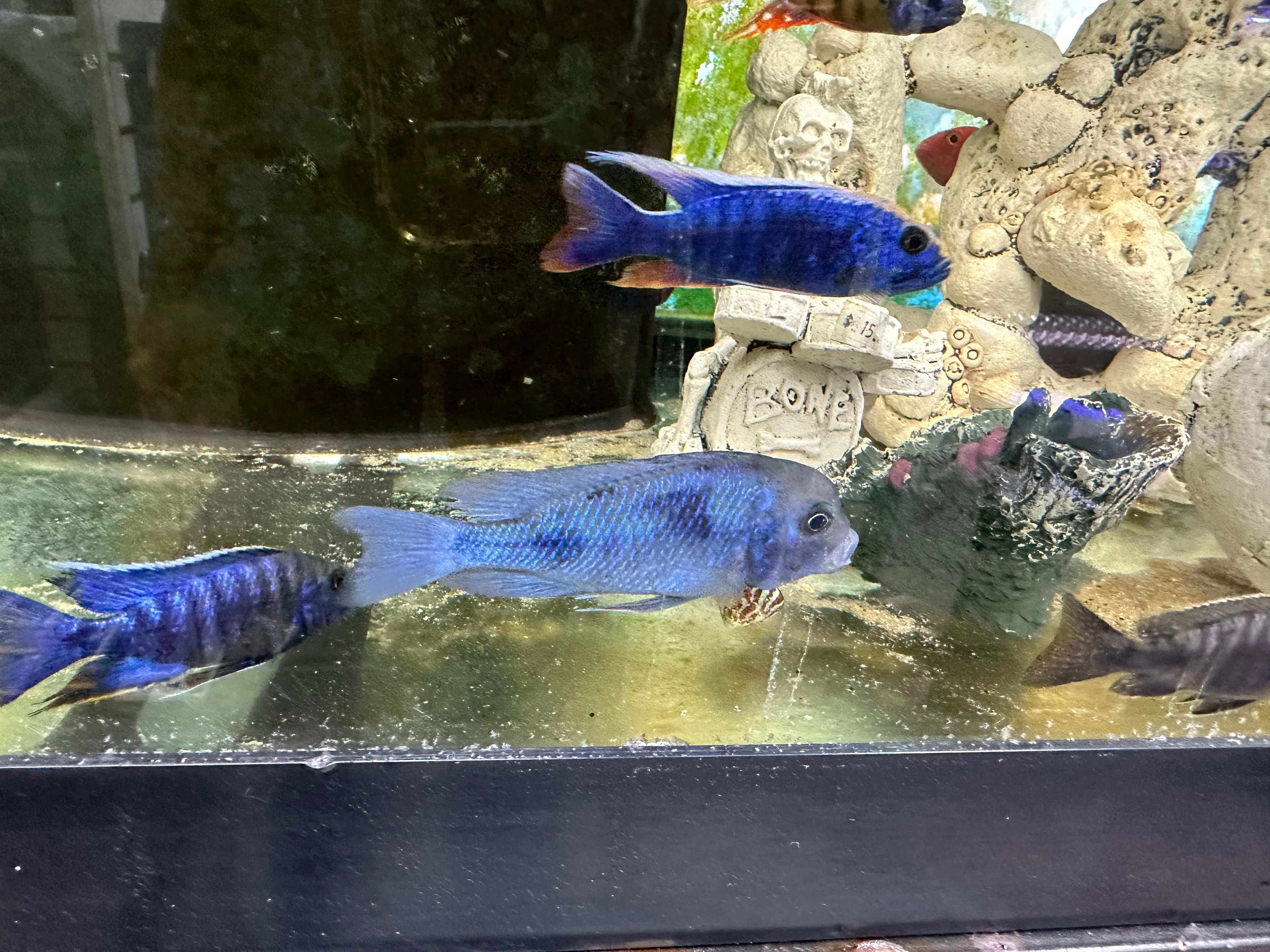 Blue Dolphin Hap Cichlid (Cyrtocara moorii) - Image 2