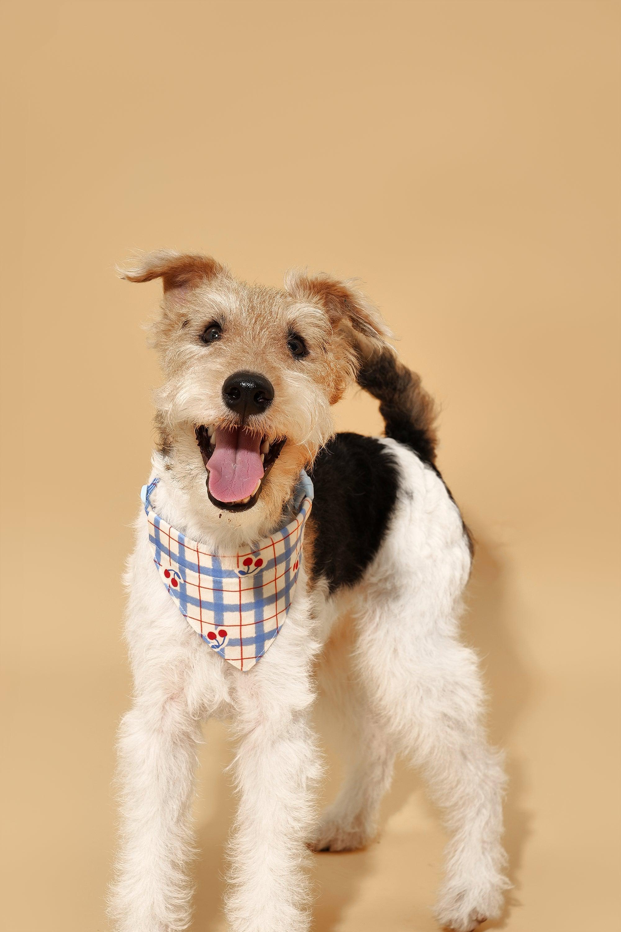 Blue Gingham Cherry Bandana - Image 2