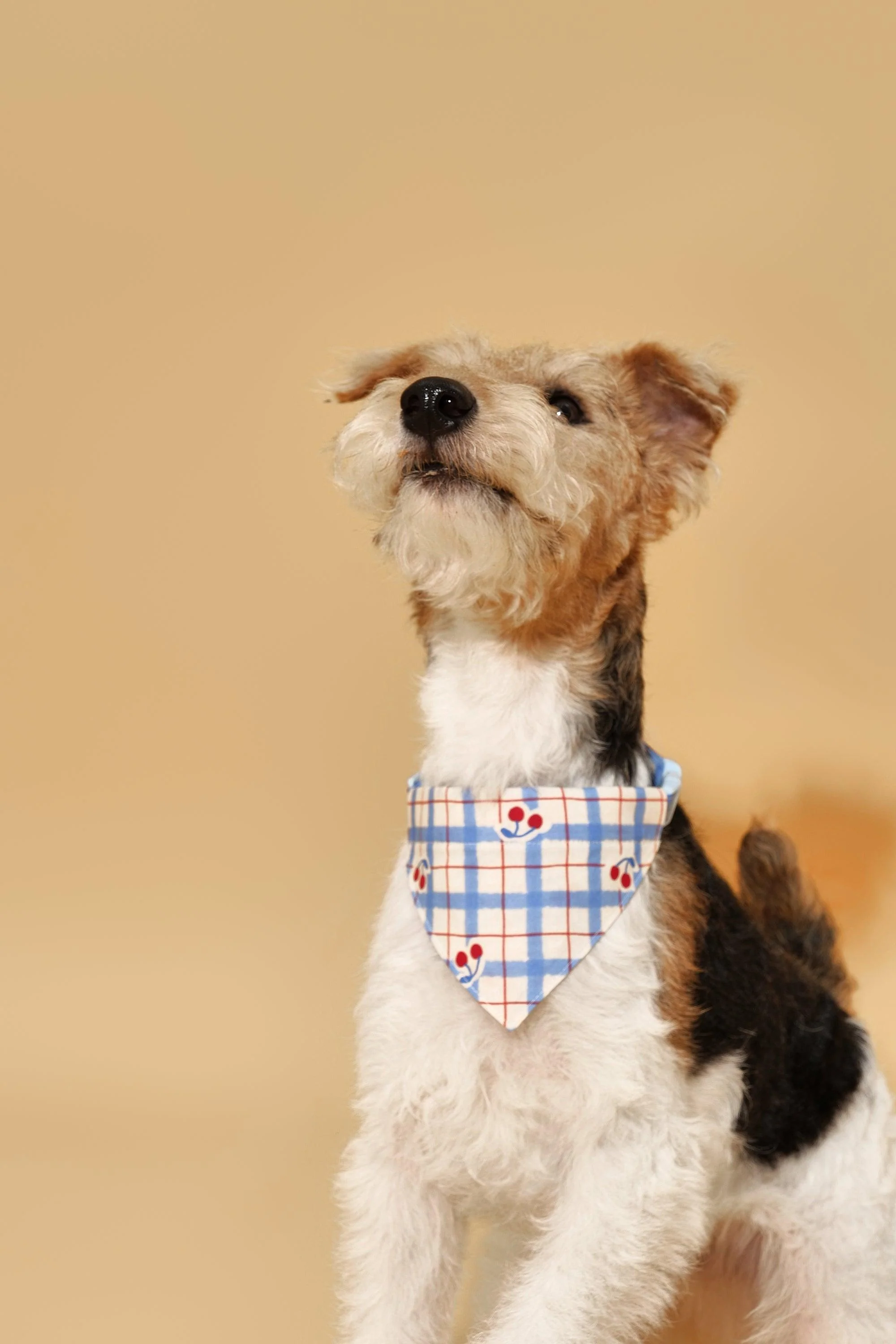 Blue Gingham Cherry Bandana - Image 5
