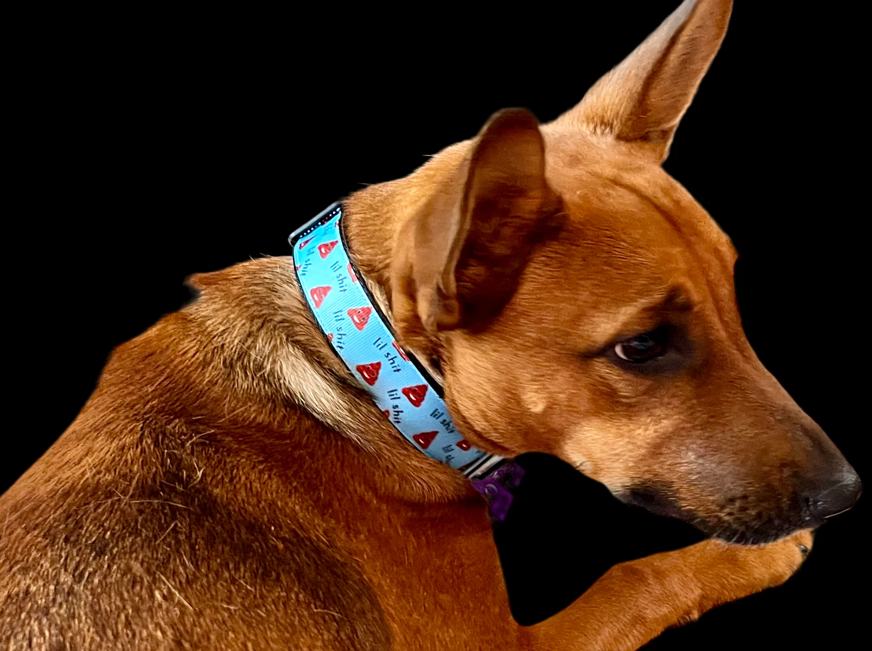 Blue Lil Shit Nylon Dog Collar MD, LG, XL, Leash - Image 7