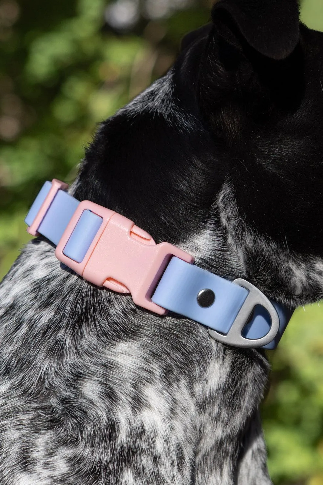 Blue Sky Orchid Waterproof Dog Collar - Image 5