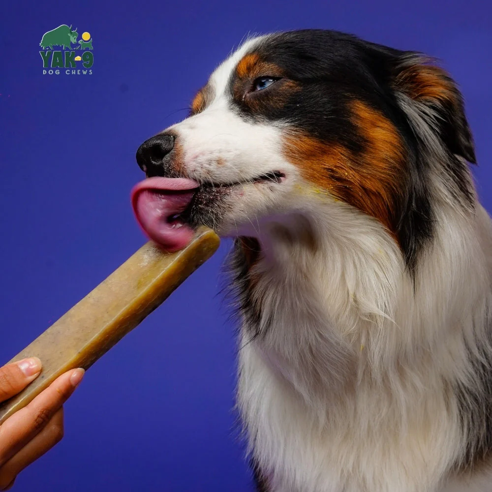 Blueberry Cheese Chews for Dogs - Image 4