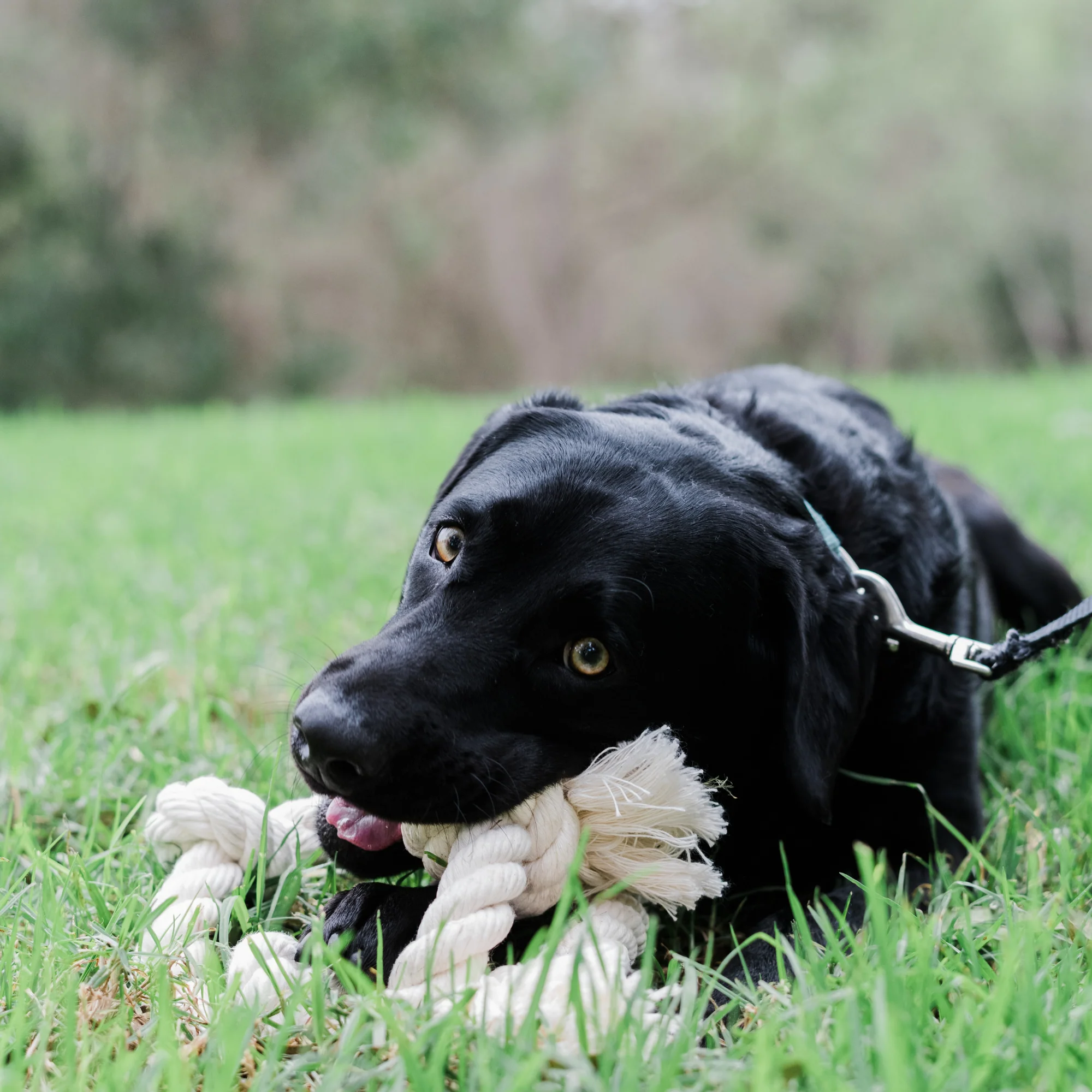Boba & Vespa 100% Organic Cotton Rope Dog Toy - 5 Sizes - Image 6