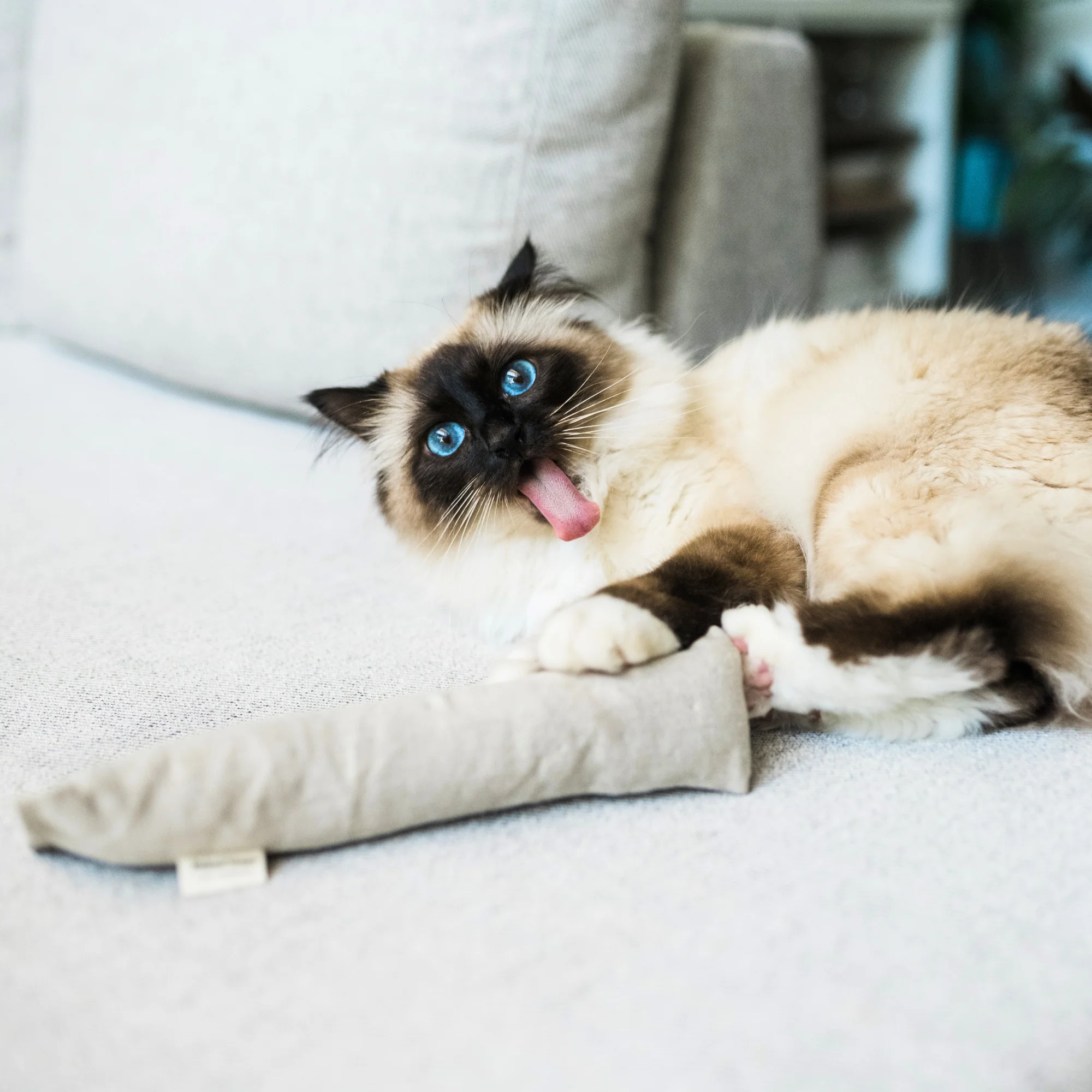 Boba & Vespa Cat Kicker Toy for Bunny Kicks  - DOGS love it too! - Image 6