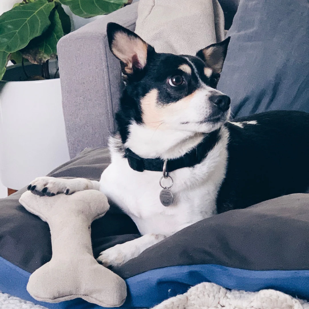 Boba & Vespa Plush Hemp Dog Bone Toy for Gentle Chewers | Soft & Squeaker Free - Image 2