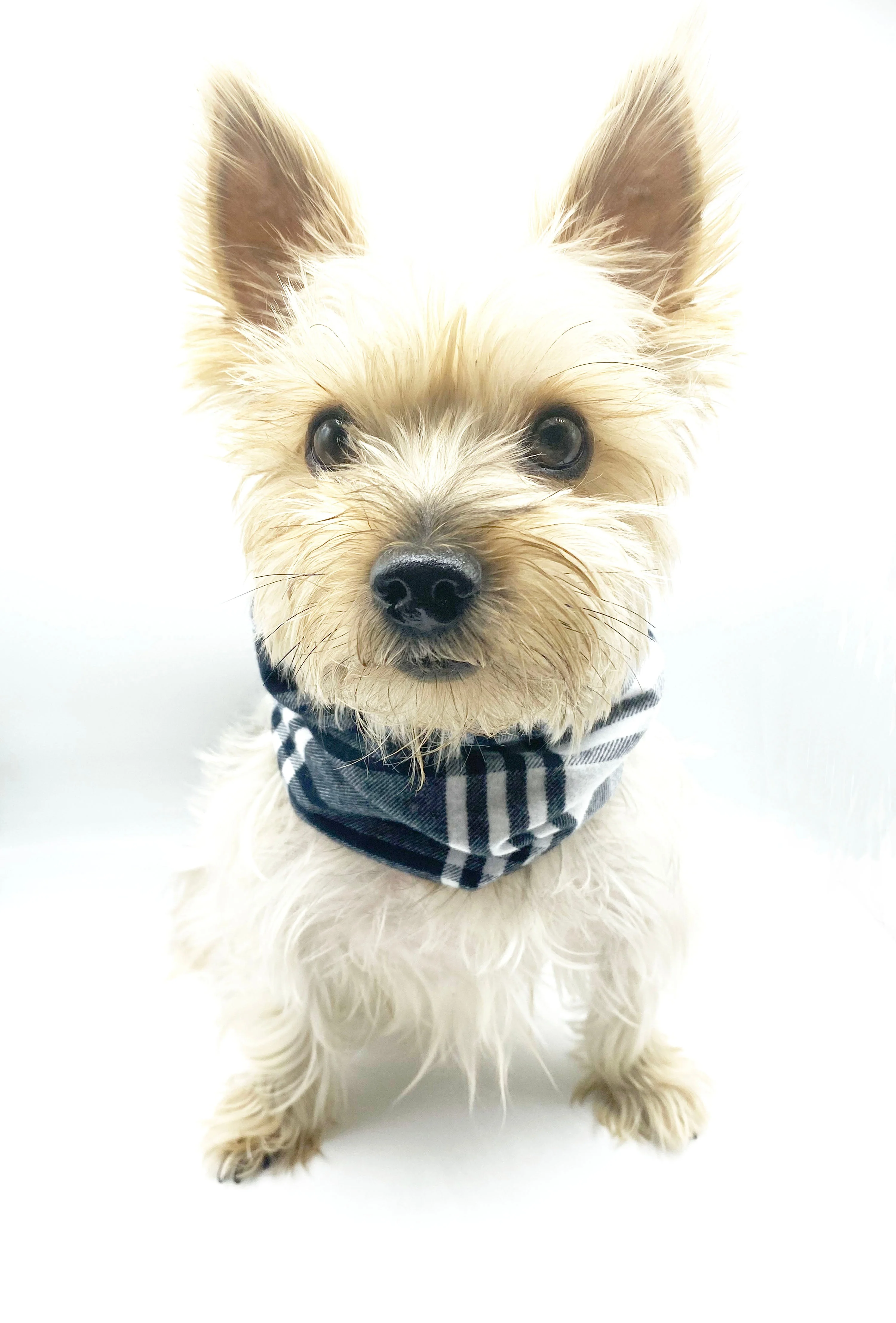 'Bobby' Reversible Pet Snood - Image 2