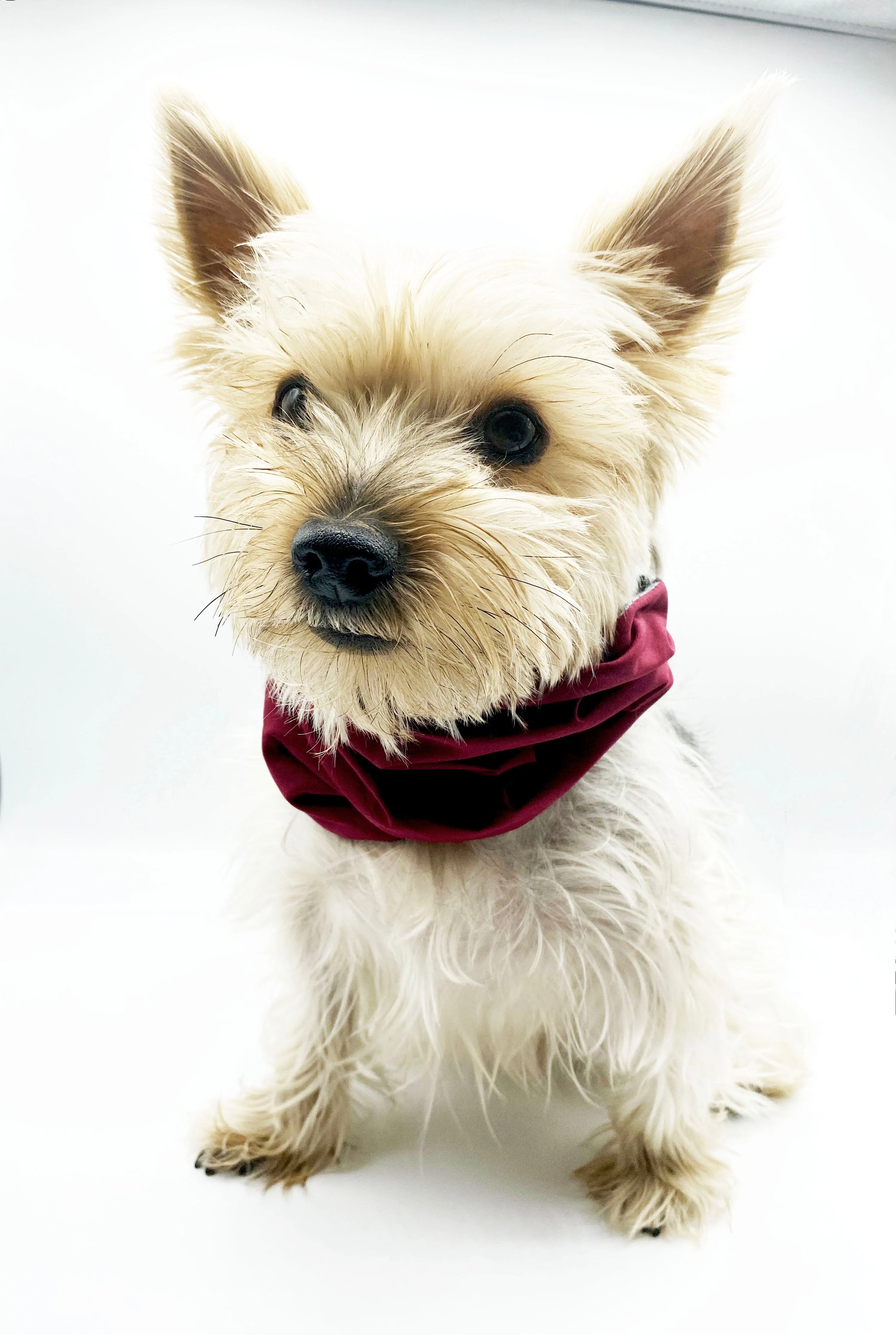 'Bobby' Reversible Pet Snood - Image 6
