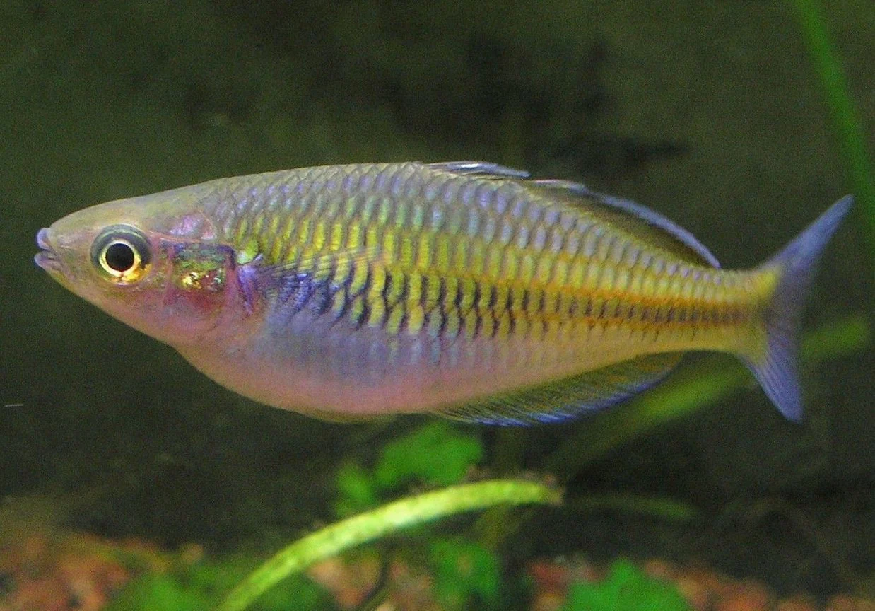 Boesemani rainbowfish - Image 2