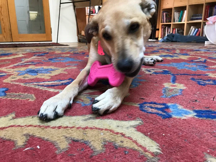 Bone eChew Ultra Durable Nylon Dog Chew Toy for Aggressive Chewers | USA Made - Image 5