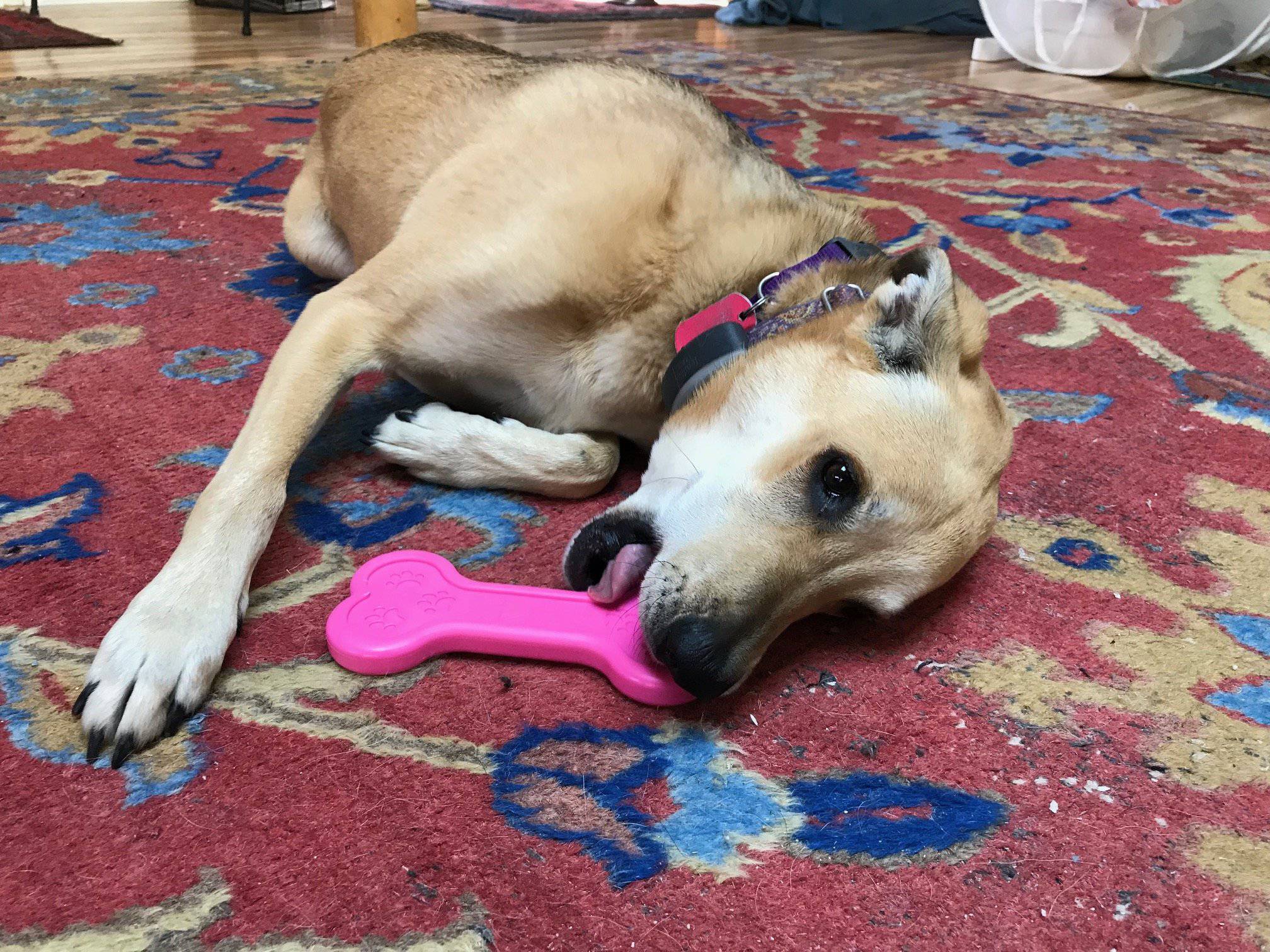 Bone eChew Ultra Durable Nylon Dog Chew Toy for Aggressive Chewers | USA Made - Image 6