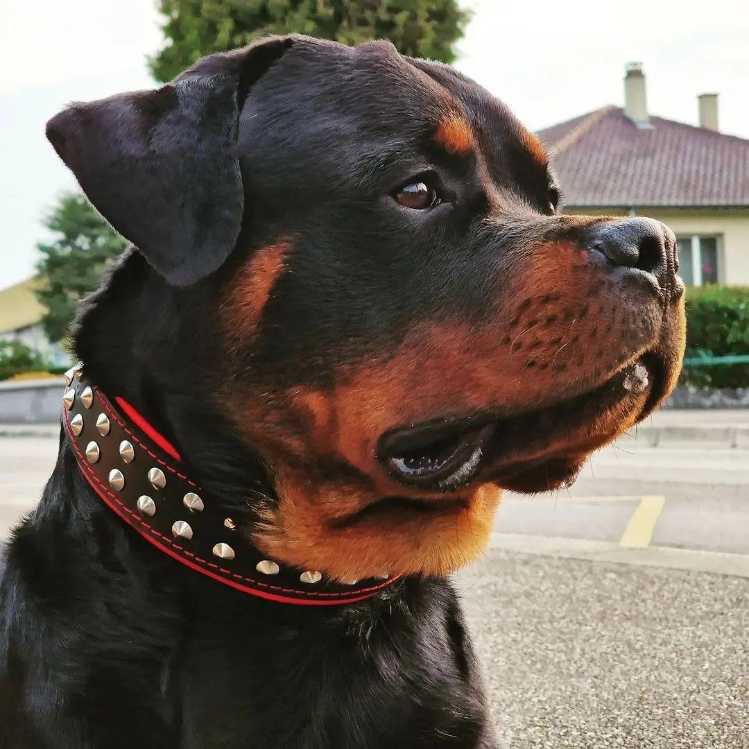 "Boston" collar - Image 8