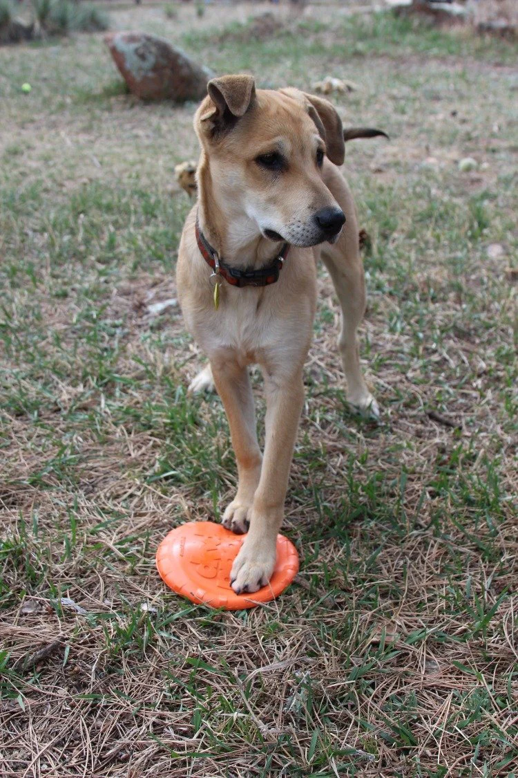 Bottle Top Flyer Rubber Frisbee for Dogs | Orange | Vet Approved | USA Made - Image 11