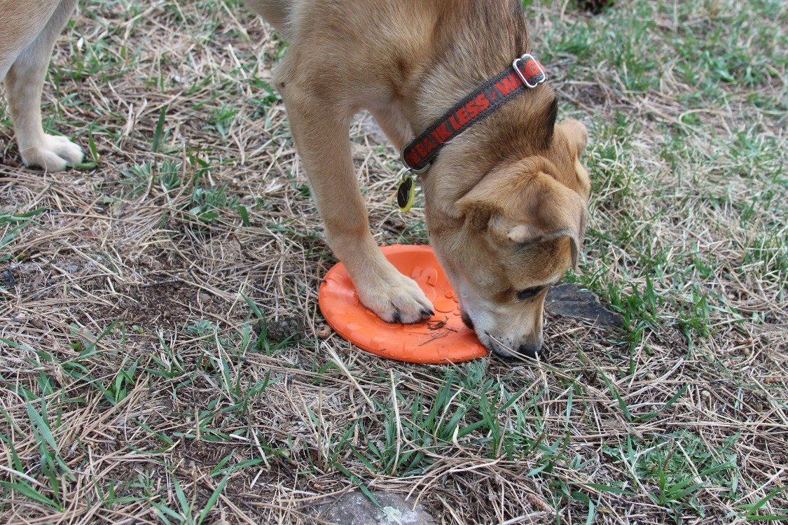 Bottle Top Flyer Rubber Frisbee for Dogs | Orange | Vet Approved | USA Made - Image 12
