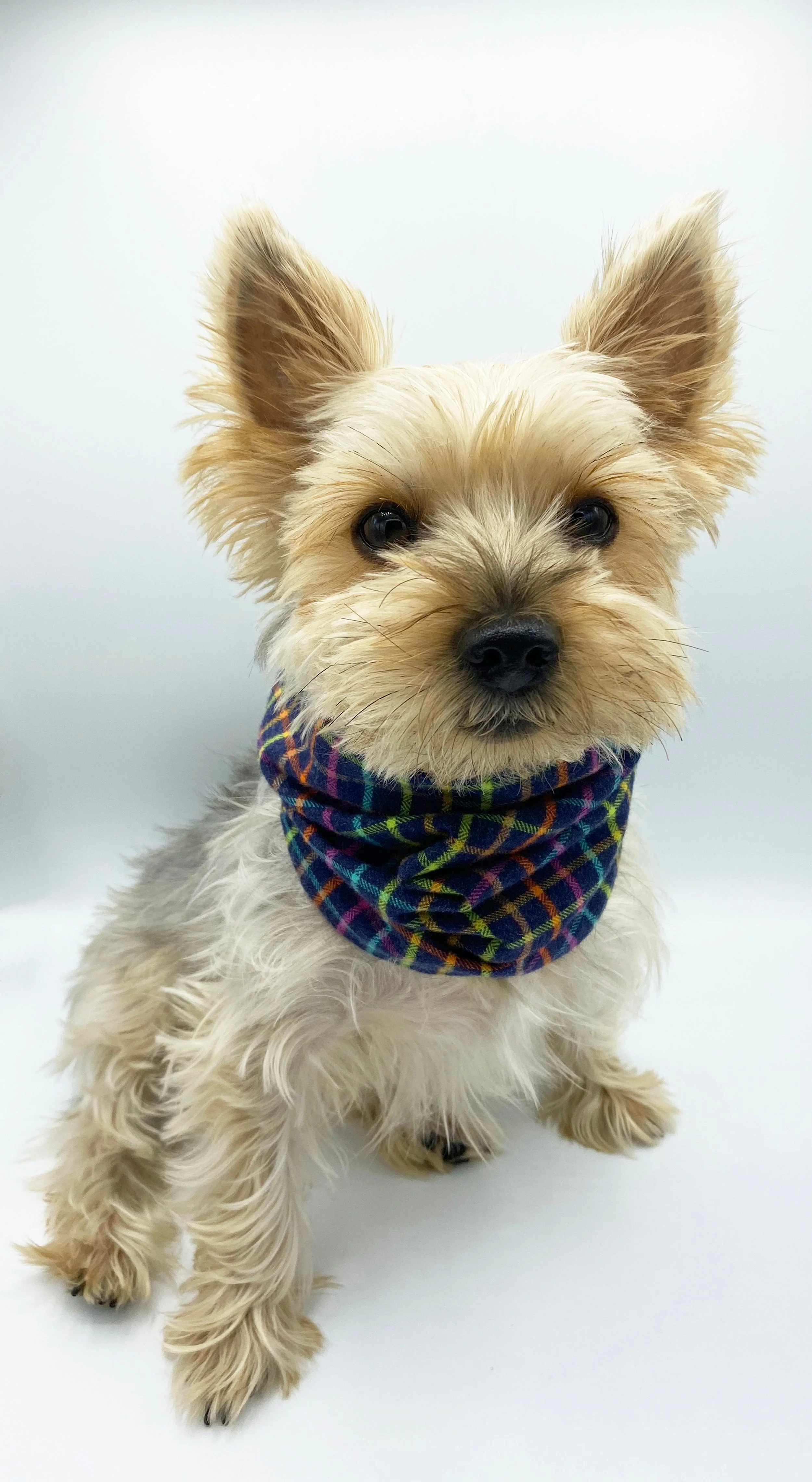 'Brett' Reversible Pet Snood - Image 2