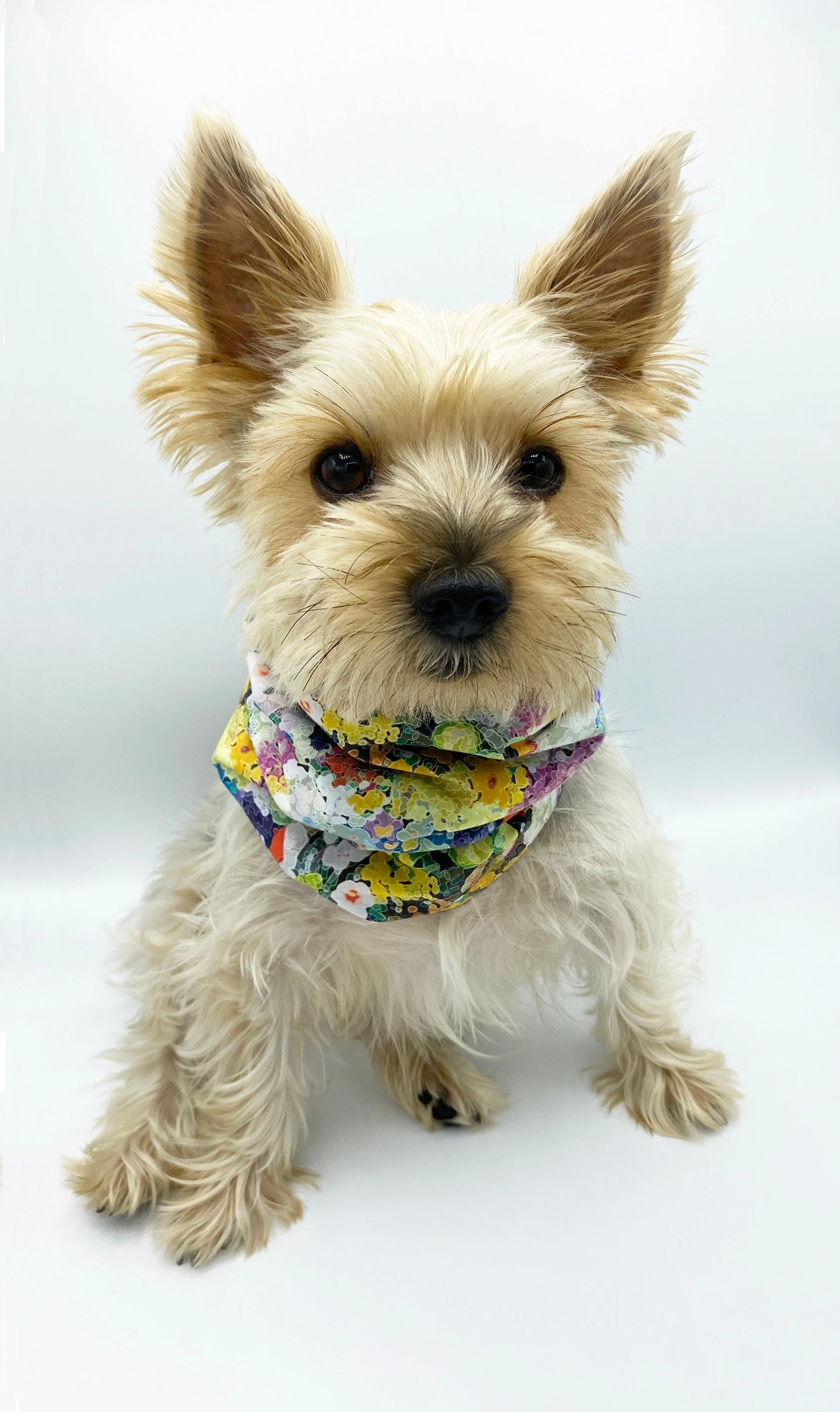 'Brett' Reversible Pet Snood - Image 3
