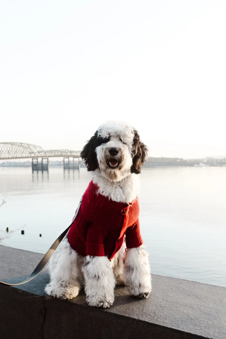 Brooklyn Cashmere Cardigan, Garnet - Image 4
