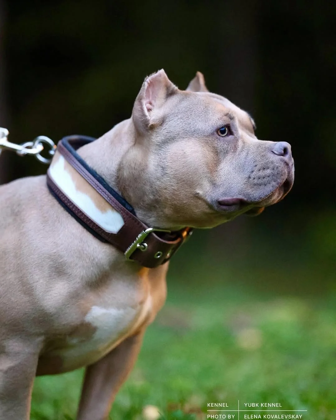 "Buffalo" collar - Image 5