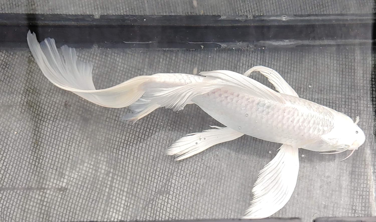 Butterfly koi - Image 2