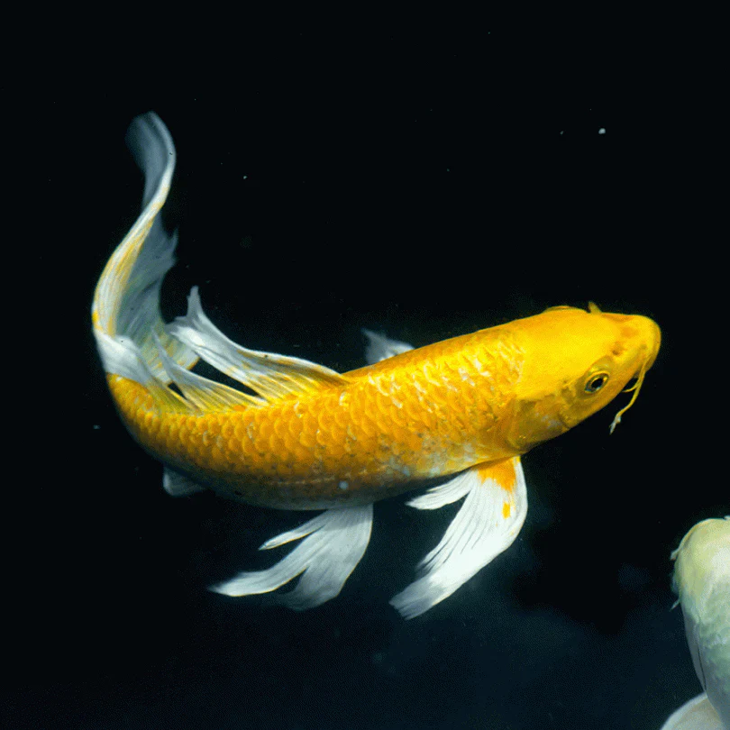 Butterfly koi - Image 3