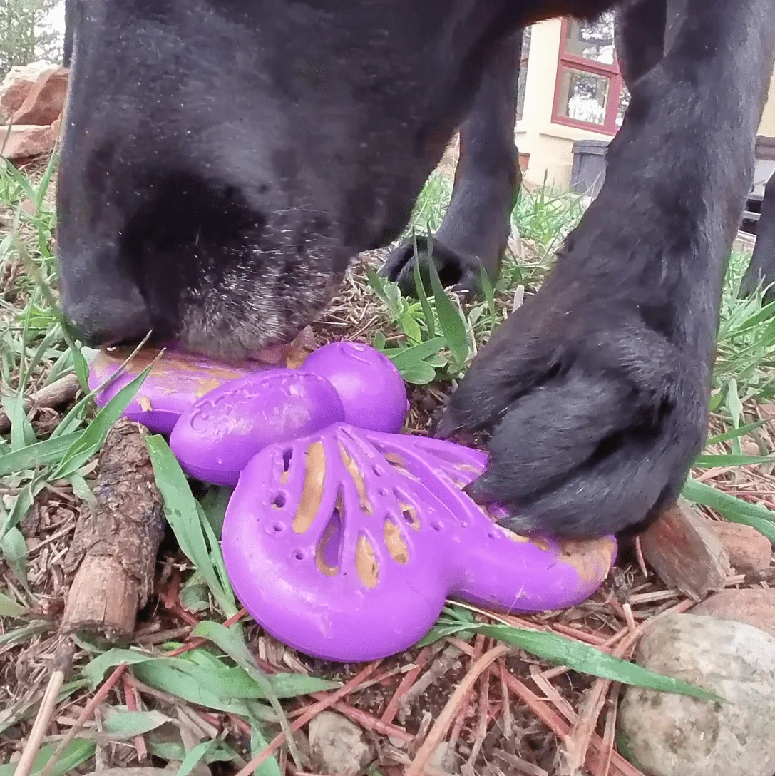 Butterfly Nylon Chew & Enrichment Toy | 2-in-1 for Aggressive Chewers | SodaPup - Image 12