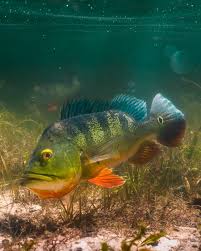 Butterfly Peacock Bass (Cichla ocellaris) - Image 2