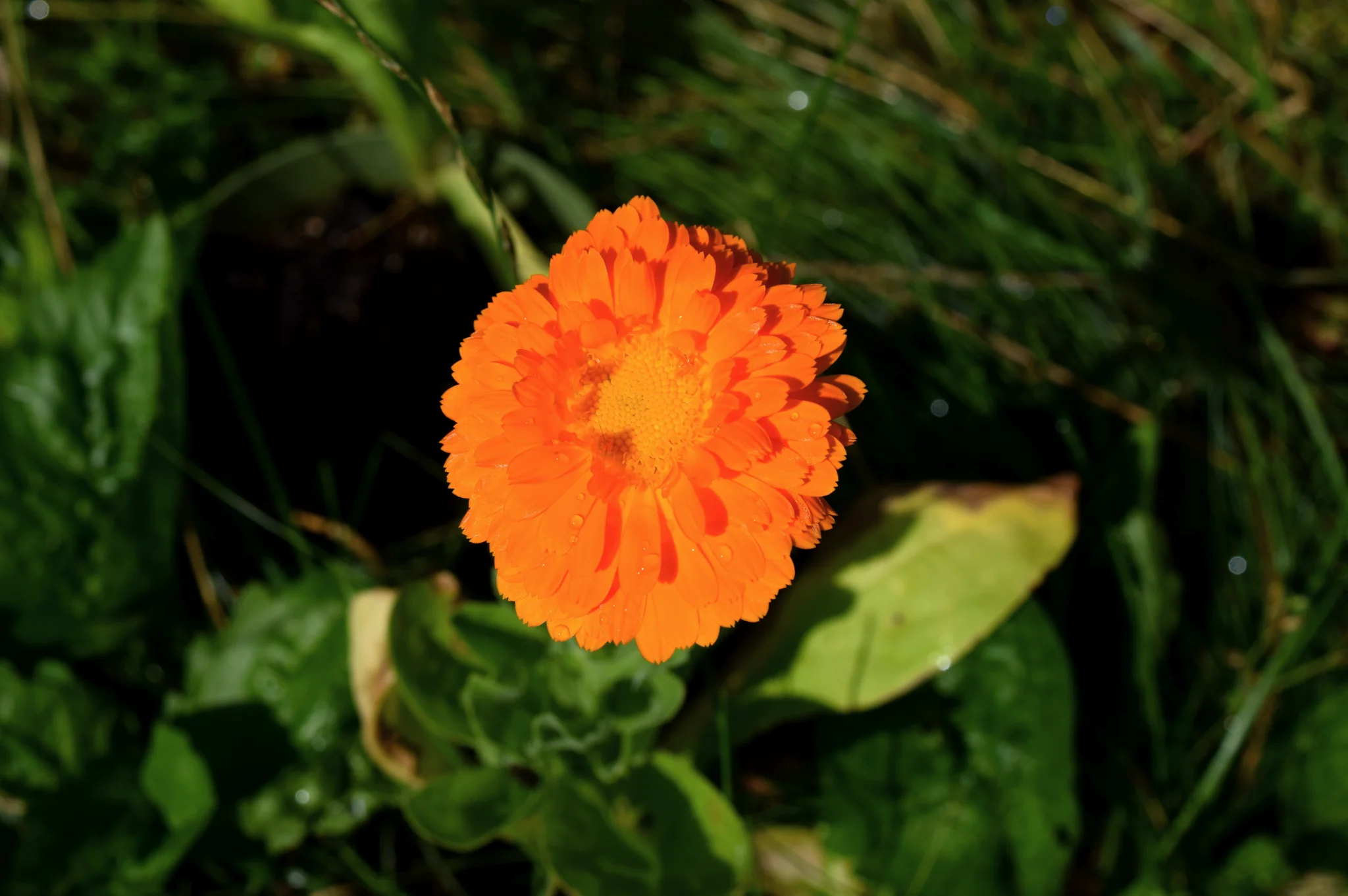 Calendula Balm - Image 2