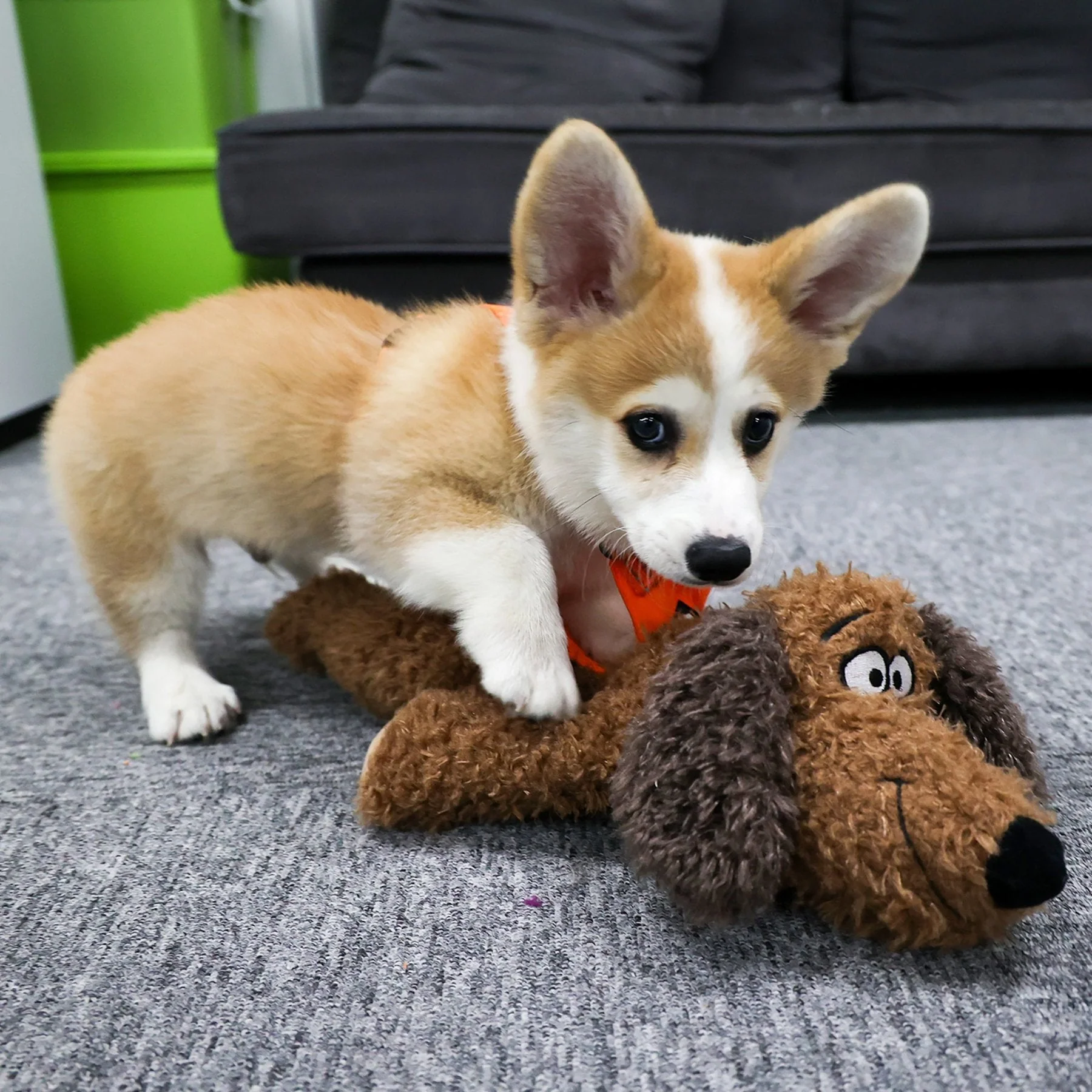 Calming Pals-Dog Toy Anti Anxiety Plush Buddy - Image 5
