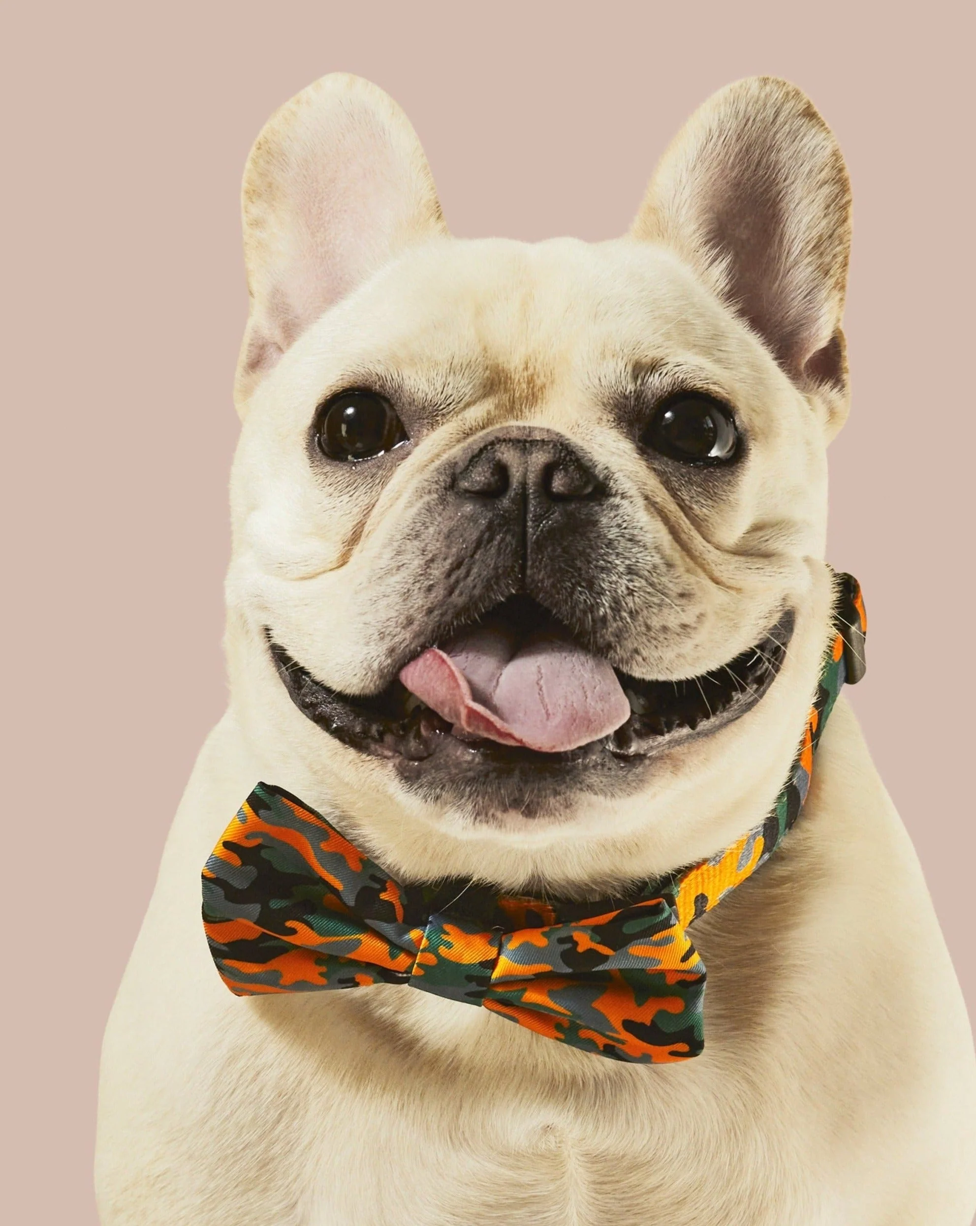 Camo QT Orange Collar & Bowtie - Image 2