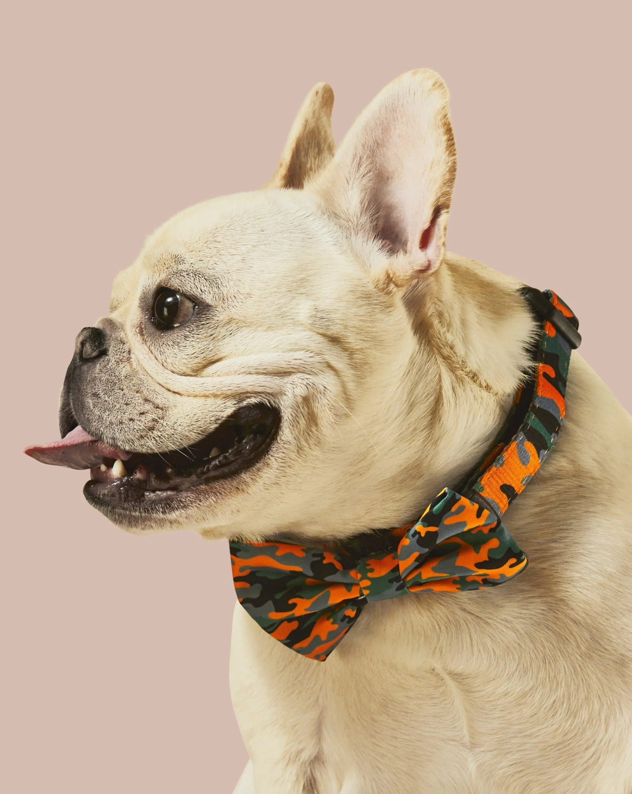 Camo QT Orange Collar & Bowtie - Image 3