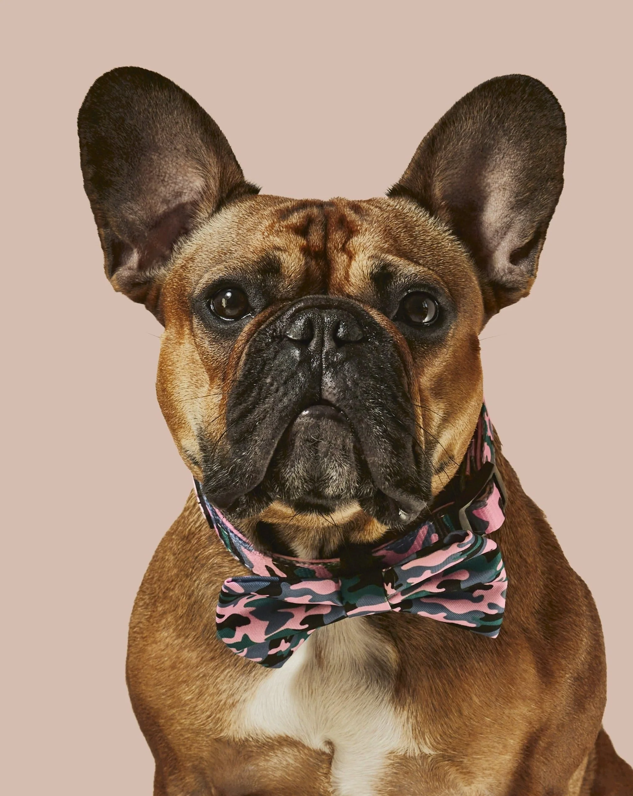 Camo QT Pink Collar and Bowtie - Image 2