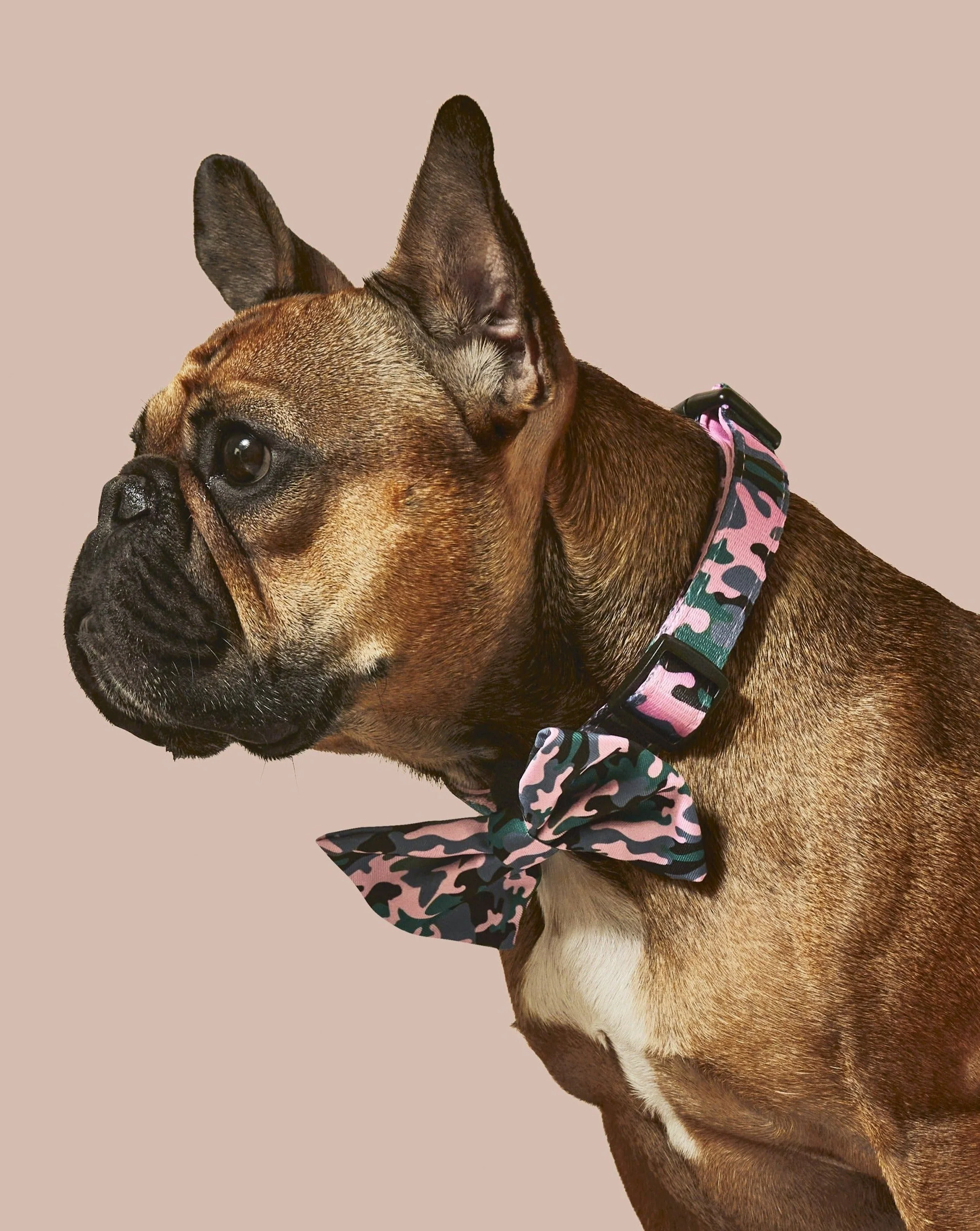 Camo QT Pink Collar and Bowtie - Image 3