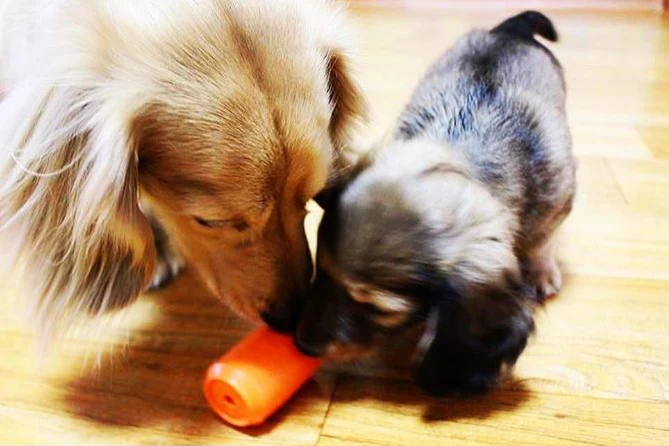 Can Toy Rubber Dog Chew Toy for Average Chewers | Treat Dispenser | USA Made - Image 12