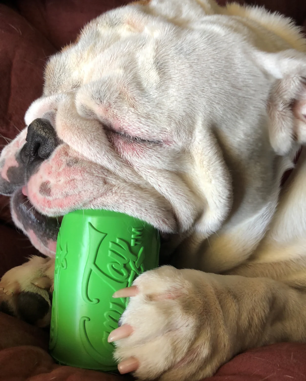 Can Toy Rubber Dog Chew Toy for Average Chewers | Treat Dispenser | USA Made - Image 8