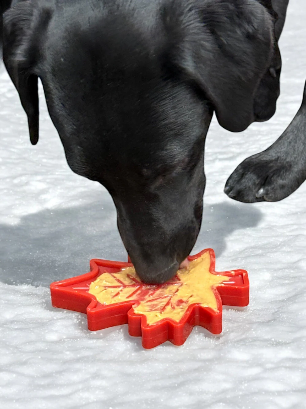 Canadian Maple Leaf Nylon Dog Chew Toy - Indestructible & USA Made - Image 4